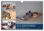 Hippos im südlichen Afrika (Wandkalender 2024 DIN A4 quer), CALVENDO Monatskalender