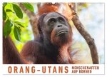 Orang-Utans Menschenaffen auf Borneo (Wandkalender 2024 DIN A2 quer), CALVENDO Monatskalender