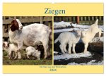 Ziegen - Die Stars aus dem Streichelzoo (Wandkalender 2024 DIN A2 quer), CALVENDO Monatskalender
