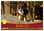 Bullterrier, Powerpakete auf 4 Pfoten (Wandkalender 2024 DIN A2 quer), CALVENDO Monatskalender
