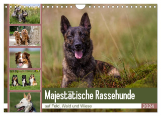 Mäjestätische Rassehunde auf Feld, Wald und Wiese (Wandkalender 2024 DIN A4 quer), CALVENDO Monatskalender