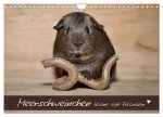 Meerschweinchen - Kleine süße Fellnasen (Wandkalender 2024 DIN A4 quer), CALVENDO Monatskalender