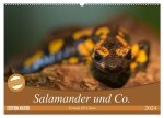 Salamander und Co. (Wandkalender 2024 DIN A2 quer), CALVENDO Monatskalender