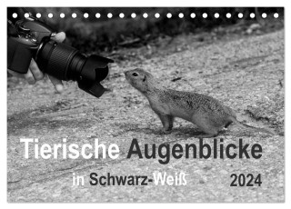 Tierische Augenblicke in Schwarz-Weiß (Tischkalender 2024 DIN A5 quer), CALVENDO Monatskalender