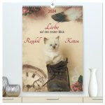 Liebe auf den ersten Blick . Ragdoll Kitten (hochwertiger Premium Wandkalender 2024 DIN A2 hoch), Kunstdruck in Hochglanz