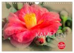 Kamelien Blüten (Wandkalender 2024 DIN A4 quer), CALVENDO Monatskalender