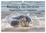 Raubtier der Nordsee - Kegelrobben vor Helgoland (Wandkalender 2024 DIN A3 quer), CALVENDO Monatskalender