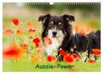 Aussie-Power (Wandkalender 2024 DIN A3 quer), CALVENDO Monatskalender