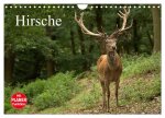 Hirsche (Wandkalender 2024 DIN A4 quer), CALVENDO Monatskalender