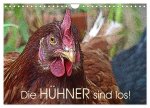 Die Hühner sind los! (Wandkalender 2024 DIN A4 quer), CALVENDO Monatskalender