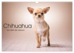 Chihuahua - Die Welt der Kleinen (Wandkalender 2024 DIN A3 quer), CALVENDO Monatskalender