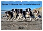 Border Collies machen Urlaub in Dänemark (Wandkalender 2024 DIN A3 quer), CALVENDO Monatskalender