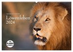 Emotionale Momente: Löwenleben (Wandkalender 2024 DIN A2 quer), CALVENDO Monatskalender