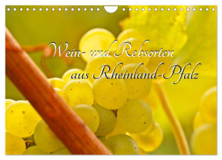 Wein- und Rebsorten aus Rheinland-Pfalz (Wandkalender 2024 DIN A4 quer), CALVENDO Monatskalender