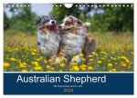 Australian Shepherd 2024 (Wandkalender 2024 DIN A4 quer), CALVENDO Monatskalender