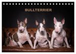 Bullterrier (Tischkalender 2024 DIN A5 quer), CALVENDO Monatskalender