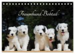 Traumhund Bobtail (Tischkalender 2024 DIN A5 quer), CALVENDO Monatskalender