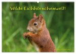 Wilde Eichhörnchenwelt! (Wandkalender 2024 DIN A2 quer), CALVENDO Monatskalender