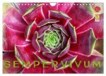 Sempervivum - Hauswurz (Wandkalender 2024 DIN A4 quer), CALVENDO Monatskalender
