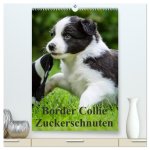 Border Collie Zuckerschnuten (hochwertiger Premium Wandkalender 2024 DIN A2 hoch), Kunstdruck in Hochglanz