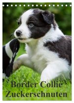 Border Collie Zuckerschnuten (Tischkalender 2024 DIN A5 hoch), CALVENDO Monatskalender