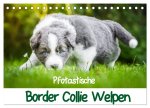Pfotastische Border Collie Welpen (Tischkalender 2024 DIN A5 quer), CALVENDO Monatskalender