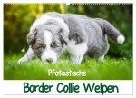 Pfotastische Border Collie Welpen (Wandkalender 2024 DIN A2 quer), CALVENDO Monatskalender