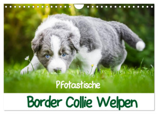 Pfotastische Border Collie Welpen (Wandkalender 2024 DIN A4 quer), CALVENDO Monatskalender