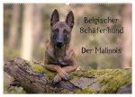 Belgischer Schäferhund - Der Malinois (Wandkalender 2024 DIN A2 quer), CALVENDO Monatskalender