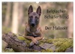Belgischer Schäferhund - Der Malinois (Wandkalender 2024 DIN A3 quer), CALVENDO Monatskalender