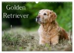 Golden Retriever (Wandkalender 2024 DIN A3 quer), CALVENDO Monatskalender