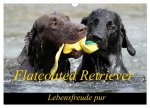 Flatcoated Retriever (Wandkalender 2024 DIN A3 quer), CALVENDO Monatskalender