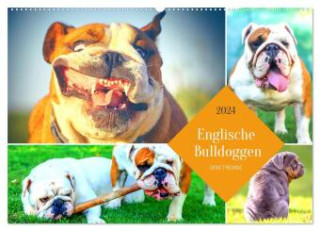 Dicke Freunde. Englische Bulldoggen (Wandkalender 2024 DIN A2 quer), CALVENDO Monatskalender