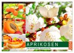 Aprikosen. Die sonnengelben Sommerfrüchte (Wandkalender 2024 DIN A2 quer), CALVENDO Monatskalender