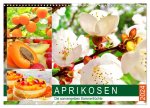 Aprikosen. Die sonnengelben Sommerfrüchte (Wandkalender 2024 DIN A3 quer), CALVENDO Monatskalender