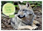Unsere Wölfe - Ein Wildtier kehrt zurück (Wandkalender 2024 DIN A4 quer), CALVENDO Monatskalender