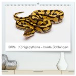 Königspythons - bunte Schlangen (hochwertiger Premium Wandkalender 2024 DIN A2 quer), Kunstdruck in Hochglanz