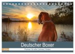 Deutscher Boxer (Tischkalender 2024 DIN A5 quer), CALVENDO Monatskalender