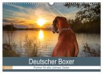 Deutscher Boxer (Wandkalender 2024 DIN A3 quer), CALVENDO Monatskalender