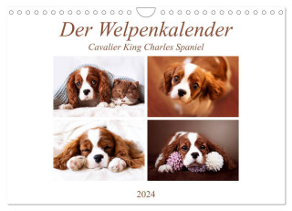 Der Welpenkalender - Cavalier King Charles Spaniel (Wandkalender 2024 DIN A4 quer), CALVENDO Monatskalender