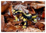 Heimische Amphibien (Wandkalender 2024 DIN A4 quer), CALVENDO Monatskalender