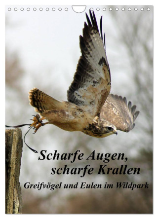 Scharfe Krallen, scharfe Augen, Greifvögel und Eulen im Wildpark (Wandkalender 2024 DIN A4 hoch), CALVENDO Monatskalender