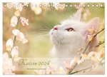 Katzen 2024 Bezaubernde Samtpfoten (Tischkalender 2024 DIN A5 quer), CALVENDO Monatskalender