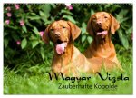 Magyar Vizsla - Zauberhafte Kobolde (Wandkalender 2024 DIN A3 quer), CALVENDO Monatskalender
