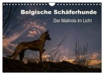 Belgische Schäferhunde - Der Malinois im Licht (Wandkalender 2024 DIN A4 quer), CALVENDO Monatskalender