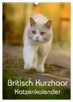 Britisch Kurzhaar Katzenkalender (Wandkalender 2024 DIN A3 hoch), CALVENDO Monatskalender