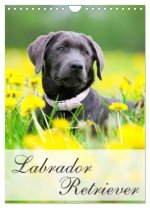 Labrador Retriever (Wandkalender 2024 DIN A4 hoch), CALVENDO Monatskalender