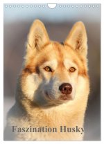 Faszination Husky (Wandkalender 2024 DIN A4 hoch), CALVENDO Monatskalender