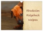Rhodesian Ridgeback Welpen (Wandkalender 2024 DIN A4 quer), CALVENDO Monatskalender