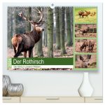 Der Rothirsch - Der König in unseren Wäldern (hochwertiger Premium Wandkalender 2024 DIN A2 quer), Kunstdruck in Hochglanz